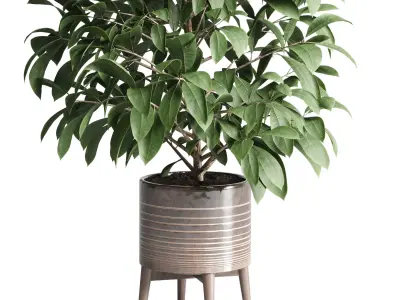 indoor plant of earthenware concrete vases 210 3D model