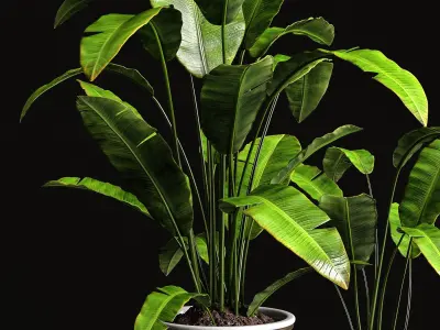 Houseplants banana tree 3D model