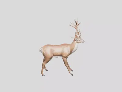 Stylized Whitetail Deer 3D Model Low-poly 3D model
