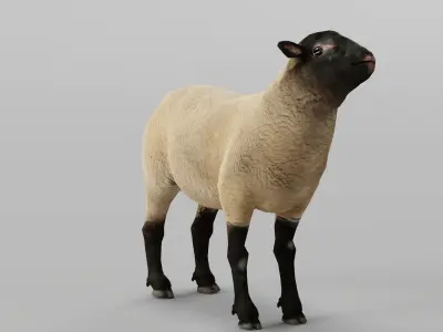 Suffolk Sheep Animal Low-poly 3D model