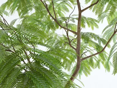 Everfresh Tree 2M - Cojoba arborea var angustifolia 3D model