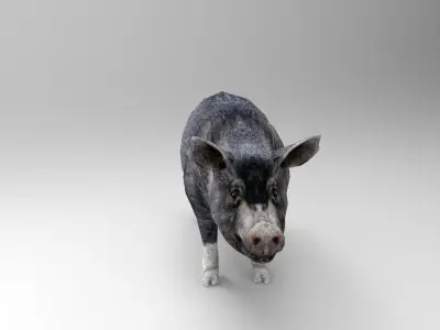 3D Black Wild Pig game ready low poly  Low-poly 3D model