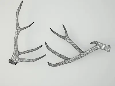 Deer Antlers 3D model