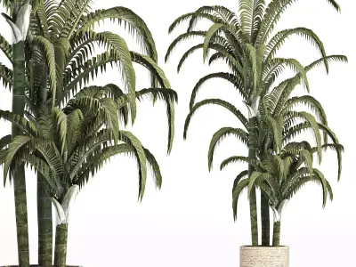 Plants Collection 161 Egyptian Palm 3D model