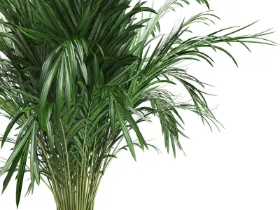 indoor luxury plant01  3D model