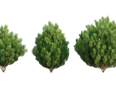 Platycladus orientalis - Biota orientalis - Thuja orientalis 02 3D model