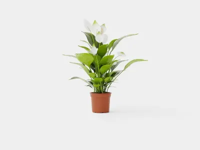 Spathiphyllum Verdi Low-poly 3D model