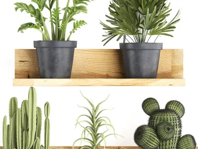 Collection of Exotic Plants 410 3D model