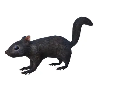 Black Canadian Squirrel Low-poly 3D model