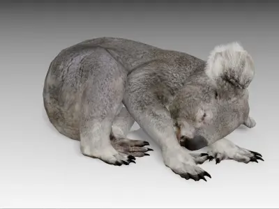 Koala Low-poly 3D model