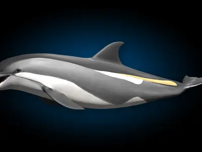 Atlantic White-Sided Dolphin 3D model