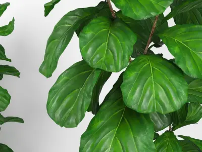 Fiddle leaf fig tree 3D model