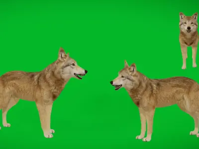 Eurasian Grey Wolf Low-poly 3D model