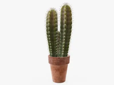 Cactus in planter pot 02 3D model