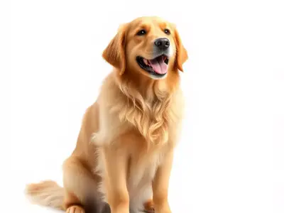 Golden Retriever model pack Low-poly 3D model
