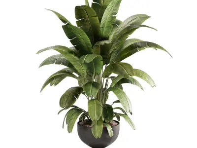 Banana Plant in Matte Black Planter 3D model