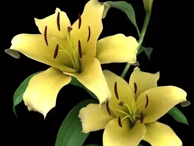 lily yellow 3D model