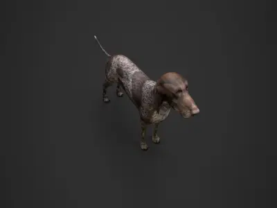 Dog low poly german shorthaired pointer Low-poly 3D model