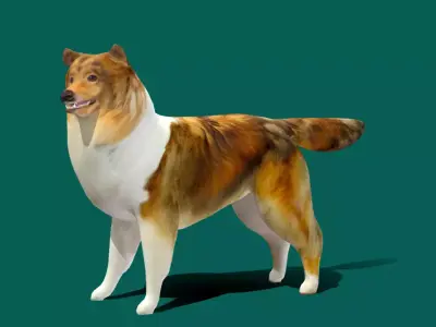 Rough Collie Dog Low-poly 3D model