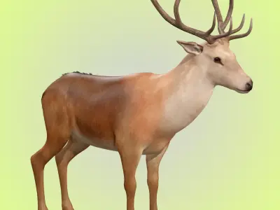 Deer Rig 3D model
