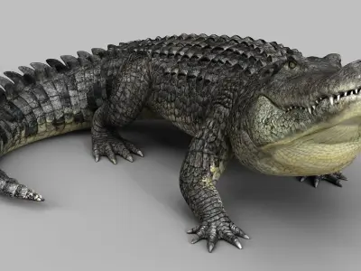 Alligator PRO 3D model