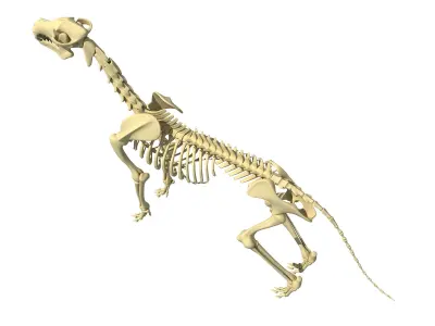 Realistic Dog Skeleton 3D model