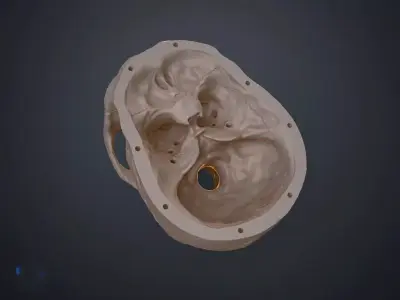 skull human 3D print model