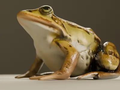 Realistic Frog 3D Model Game-Ready  PBR Textured Low-poly 3D model