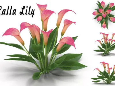 Calla Lily Pink 3D model