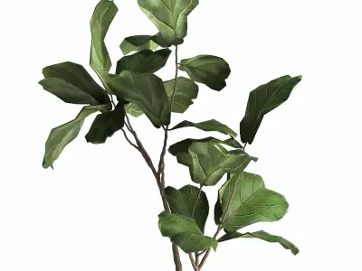 Ficus lyrata trees in a GLASS FLOWERPOT 959 3D model