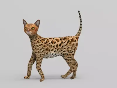 3D Cat Rigged model  Low-poly 3D model