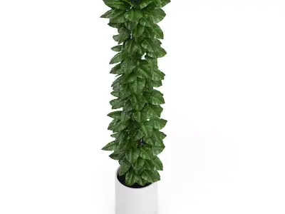 Tall Climbing Plant 3D model