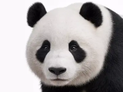Panda Bear Rigged Animated  3D model