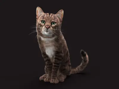 Cat Grey Tabby RIG  XGEN version 3D model