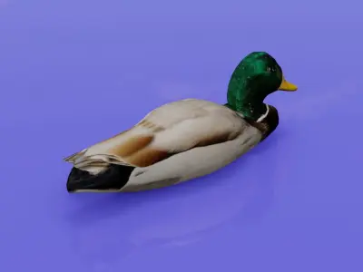 Duck 3D model floating in water Low-poly 3D model
