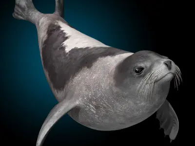 Harp Seal - Adult 3D model