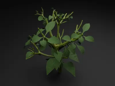 Bell Pepper Plant Low-poly 3D model