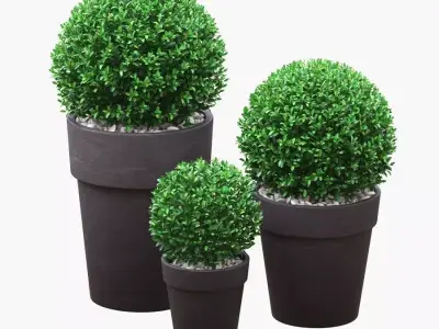 Potted Buxus Balls 01 3D model