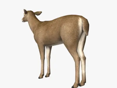 Doe Model deer Low-poly 3D model