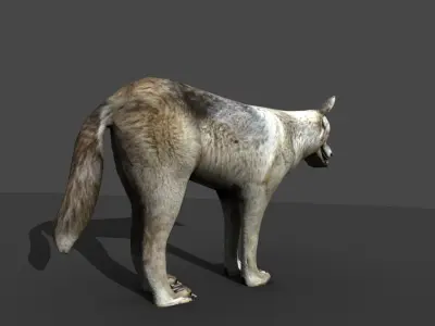 GREY WOLF Low-poly 3D model