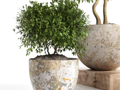 Outdoor plant in concrete pot 12 Low-poly 3D model