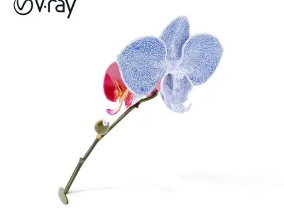 Elegant Orchid Flower Model Pack Low-poly 3D model