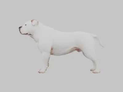 American Bulldog 3D Model - Realistic Dog Animal Low-poly 3D model