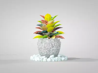 Plant Croton Petra 3D model
