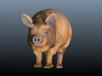 The hog pig 3D model