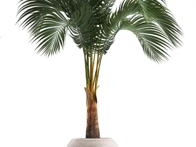 Collection of decorative palm trees  10 3D model