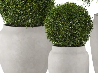 Set 4 indoor and outdoor Aglaia odorata planters 3D model