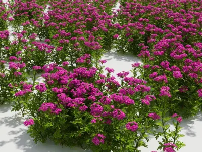 Glandularia plant with flowers and ruler 3D model