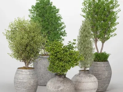 Indoor Plants collection 03