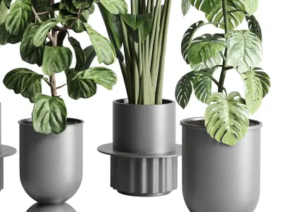 indoor plant  palm ficus rubbery lyrata monstera concrete dirt 3D model